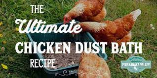 Ultimate Chicken Dust Bath Recipe 3 Powerful Additions Your Chickens Will Love