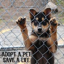 Learn more about riverside county animal services in riverside, ca, and search the available pets they have up for adoption on petfinder. Riverside And San Jacinto Shelter Pups In Need Home Facebook