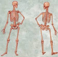 Bones And The Skeletal System