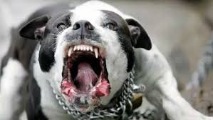 Man Hospitalized After Vicious Dog Attack The Gila Herald Royalty free vicious dog pictures, images and stock photos. man hospitalized after vicious dog