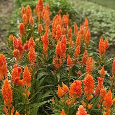 Image result for Celosia