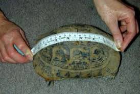 how big do horsefield tortoises get in size tortoise care