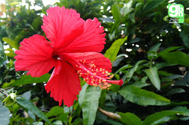 This evergreen shrub produces large, showy blooms in varied colors and attracts butterflies and hummingbirds. Hibiscus Rosa Sinensis Generasi Bagus Nusantara