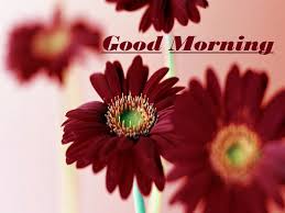 Love good morning flowers hd. Morning Flowers Wallpapers Top Free Morning Flowers Backgrounds Wallpaperaccess