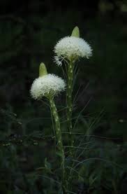 Image result for Rhinacanthus xerophilus