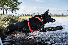 Geschirre Non Stop Dogwear