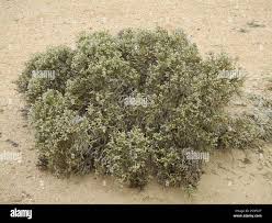 Image result for Arthraerua leubnitziae