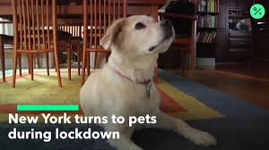 Maybe you would like to learn more about one of these? Adopt A Dog Cat In New York City Shortage As Pet Stocks Soar Bloomberg