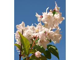 Image result for Deutzia hybrida Pink Pompon