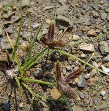 Image result for Cyperus margaritaceus
