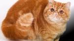 Exotic Shorthair - Wikipedia