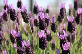 Wann ist der richtige zeitpunkt, um lavendel zu pflanzen? Lavendel Im Garten Pflanzen Schneiden Und Uberwintern