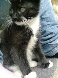 112 less than a minute. Baby Katzen Abzugeben 301685