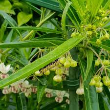 Image result for Gomphocarpus physocarpus