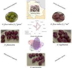 Everyone knows what a cactus is, but they probably don't know a lot about the history of a cactus and all the information as to the meaning of it. Sensory Attributes Physicochemical And Antioxidant Characteristics And Protein Profile Of Wild Prickly Pear Fruits O Macrocentra Engelm O Phaeacantha Engelm And O Engelmannii Salm Dyck Ex Engelmann And Commercial Prickly Pear Fruits O
