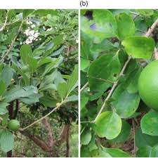 Image result for Strychnos innocua