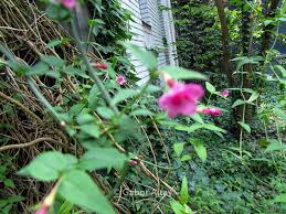 Image result for Jasminum beesianum