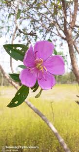 Image result for Sopubia lanata