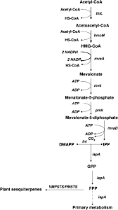 Murrelektronik retoma su serie de webinars y lo hace con el centrado en mvk fusion, un revolucionario bus de campo que. Engineering The Lactococcal Mevalonate Pathway For Increased Sesquiterpene Production Song 2014 Fems Microbiology Letters Wiley Online Library