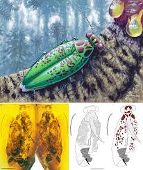 Image result for Astropanax abyssinicus