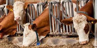 Feed for cattle, high quality cattle feed | Likra Tierernährung