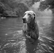 An Entry From Good Grief Miss Agnes Weimaraner Dogs Dog Life