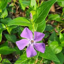 Image result for Apocynaceae subfamilies Apocynoideae and Rauvolfioideae