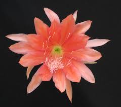 Image result for Eriosema pentaphyllum