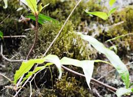 Image result for Oleandra