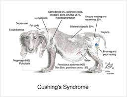 When do you have to euthanize a dog with cushing's disease? Cushing S Disease In Dogs Causes Diagnostics Treatments New England Veterinary Services