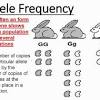 Discover more posts about alleles. 1