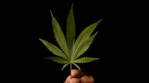 The coloration of sativa leaves ranges from light to dark green. What Is A Pot Leaf Marijuana Leaf Definition Weedmaps