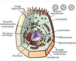 Plant cells vs animal cells with diagrams owlcation. How To Draw Animal Cell Diagram For Class 9