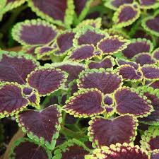 Image result for Coleus hereroensis