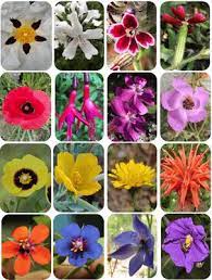 We did not find results for: The Role Of Flower Color In Angiosperm Evolution Frontiers Research Topic