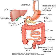 Pin On Digestive System