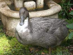 Phil is a blue swedish and a carol is a white crested. Blue Swedish Backyard Chickens Learn How To Raise Chickens