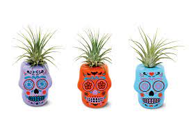 Día de los muertos, also known as day of the dead, extends over the first two days of november and has nothing to do with halloween. Aldi Is Selling Sugar Skull Succulents We Can T Get Enough