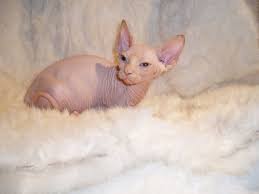Be very careful if you buy a kitten at a cheap. Beautiful Sphynx Kittens For Sale Philippines Find New And Used Beautiful Sphynx Kittens For Sale On Buyandsellph
