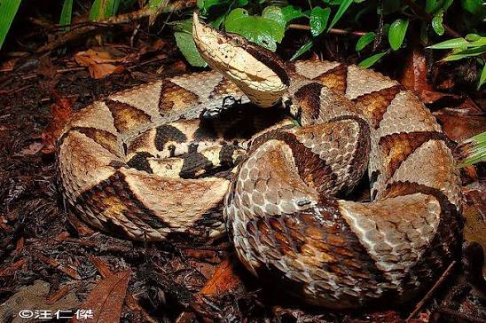 Snakes of Taiwan: Deinagkistrodon acutus - Hundred-Pacer, Chinese Moccasin,  Chinese Sharp-nosed Viper