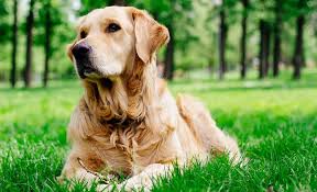 Mit dem ziel, eine möglichst breite öffentlichkeit über die missstände bei gewerblichen züchtern von retrievern aufzuklären, für die dringend notwendige veränderung der bestehenden tierschutzgesetze zu sensibilisieren und um eine aktive unterstützung zu werben. Golden Retriever Steckbrief Charakter Wesen Haltung