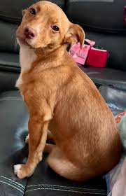 Lost small brown dog in Baltimore area?