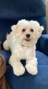 Little Lucy got her a new car seat today love her so much ❤️