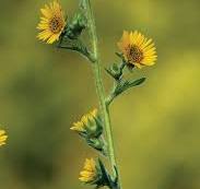 Silphium laciniatum (Compass Plant)