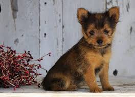 I got her because she ended up much bigger than what the breeder wanted. Yorkie Mixed With Pomeranian Puppies Off 59 Www Usushimd Com