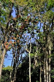 Image result for Triplaris americana