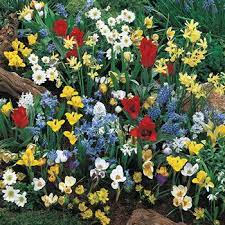 Buy Wildflower Bulb Garden Super Bag At Michigan Bulb Garden Bulbs Bulb Flowers Flower Garden