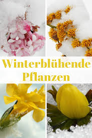 Winterbluher Sleeping Beauty Winterharte Blumen Winterharte Pflanzen Garten Pflanzen