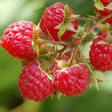 These abundant berries are low maintenance. Heritage Red Raspberry Bushes For Sale Fastgrowingtrees Com