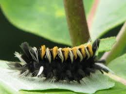 Tussock moth caterpillars are relatively toxic to other animals. Milkweed Tussock Moth Or Milkweed Tiger Moth Euchaetes Egle Drury 1773 Butterflies And Moths Of North America